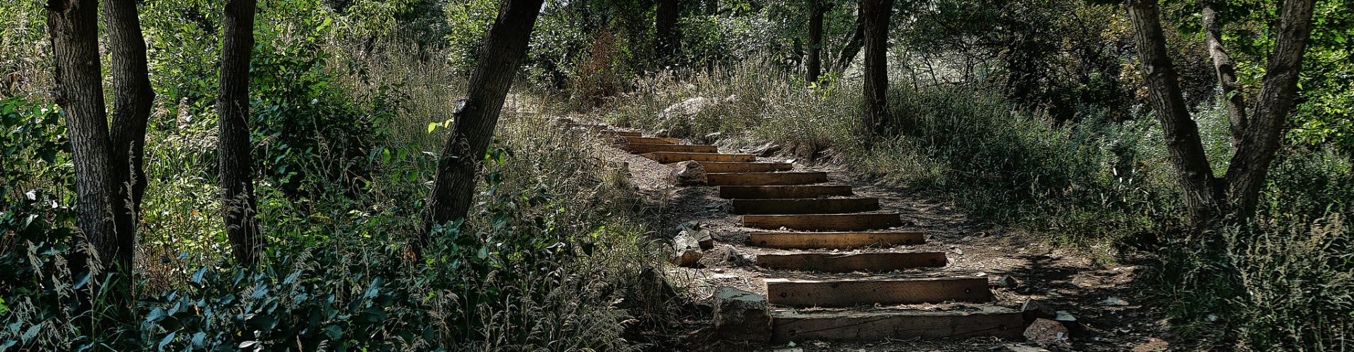 Forest path in APEX Park, Golden, Colorado