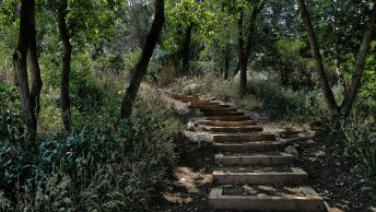 Forest path in APEX Park, Golden, Colorado