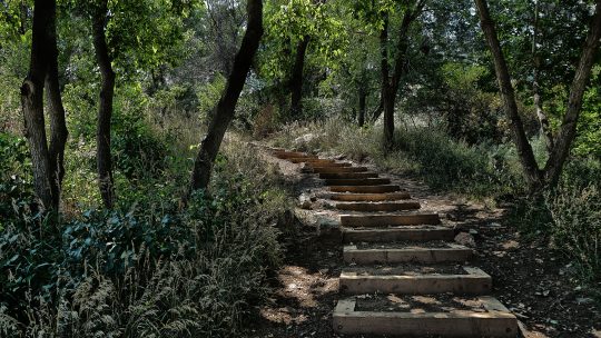 Forest path in APEX Park, Golden, Colorado